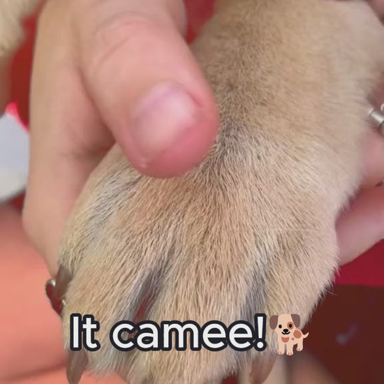 Best Pet Nail Grinder