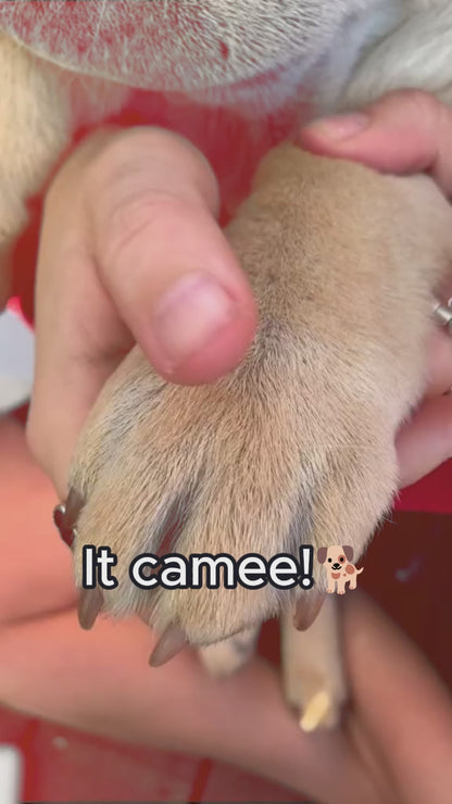 Best Pet Nail Grinder