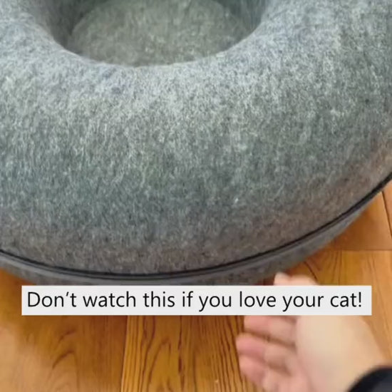 Best Donut Cat Tunne ed